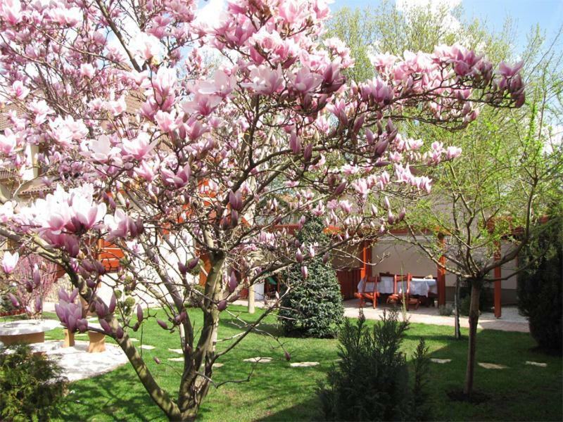 Szegfu Apartman Villa Hajdúszoboszló Exterior foto